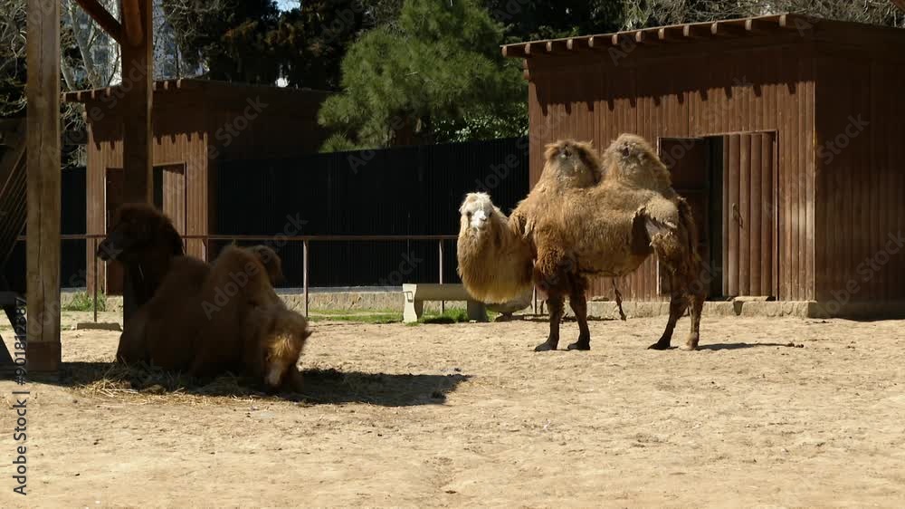 Camels in the sun at the zoo