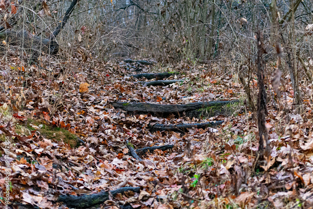 Obraz premium leaves on the ground