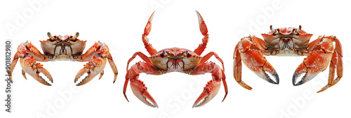 Three Detailed Red Crabs on Transparent Background