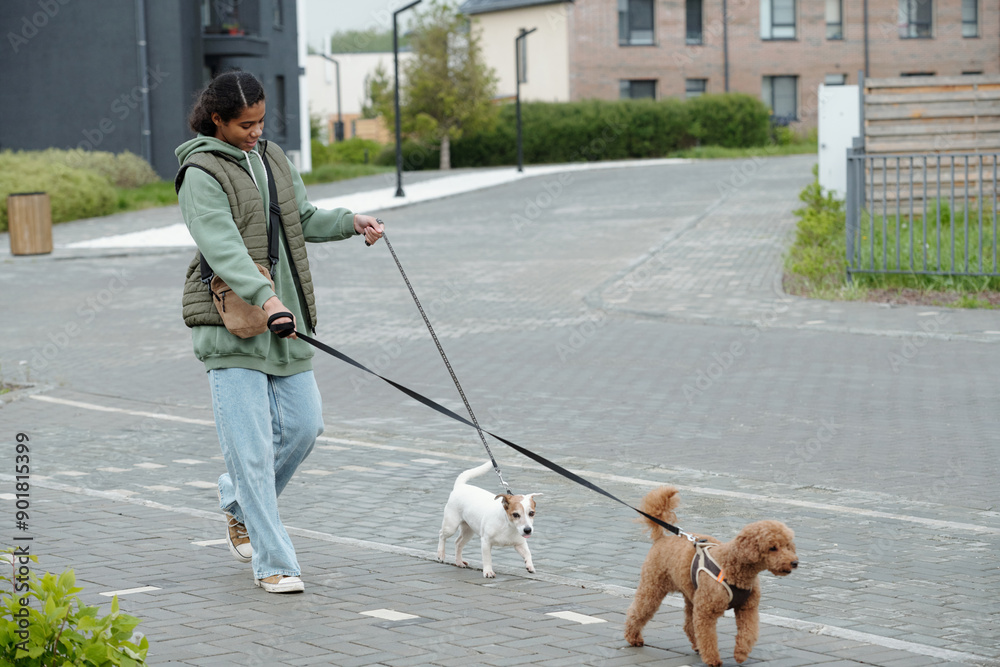 Obraz premium Cute African American teenage girl holding leashes of two dogs while moving after them down sidewalk along wide road