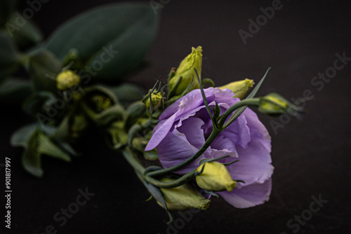 Enchanting buds of violet eustoma flower on dark background. Lisianthus, luxurious flower mock up photo