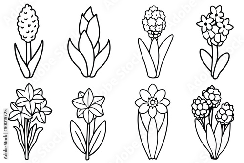 Hyacinth line art illustration Design Concepts