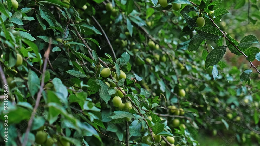 Mirabelle Prune Tree with Green Unripe Plum Fruits 