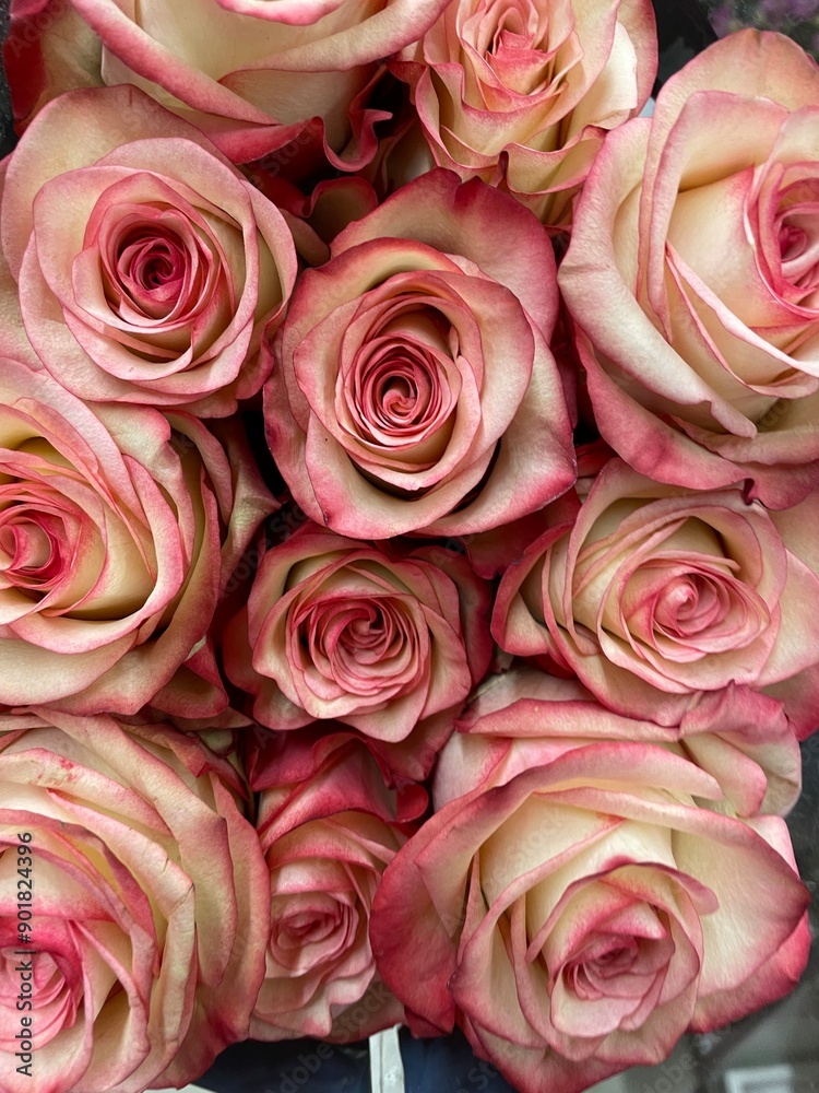 bouquet of pink roses bouquet of pink roses
