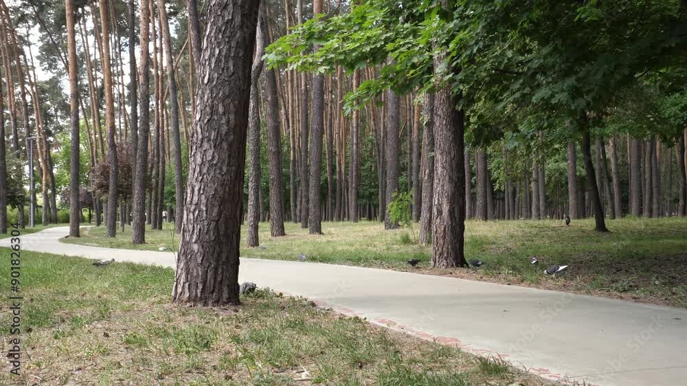 A compilation of panoramic 4K video fragments of a well kept path in a park with pine trees and walking pigeons A compilation of panoramic 4K video fragments of a well kept path in a park with pine trees and walking pigeons