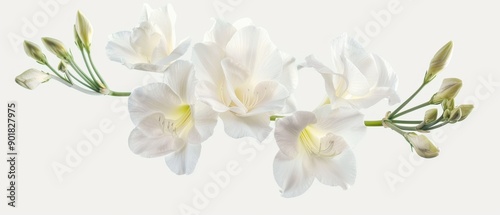 A white flower with a green stem