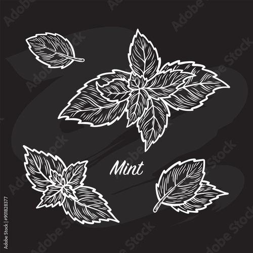 Mint leaves are drawn with a piece of chalk on a black board