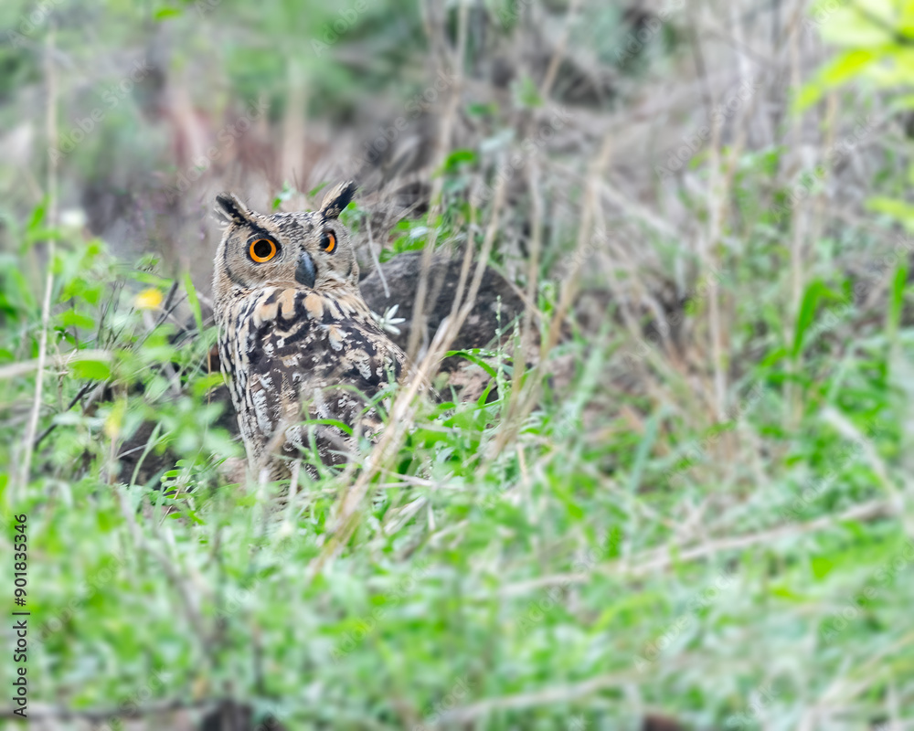 Indian Eagle Owl Indian Eagle Owl