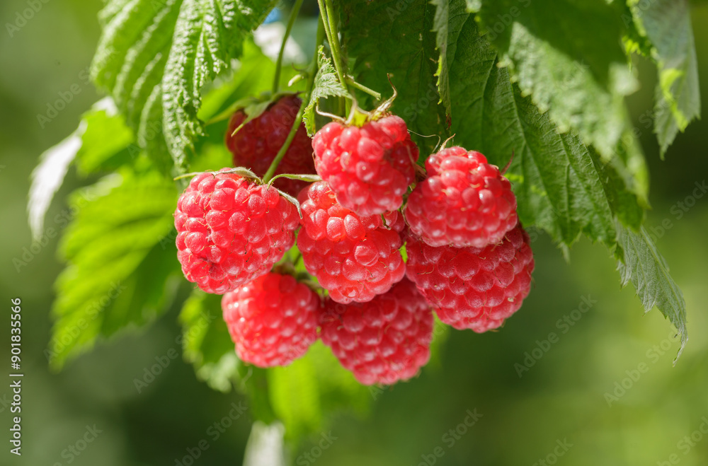 ripe raspberry on a bush in garden ripe raspberry on a bush in garden