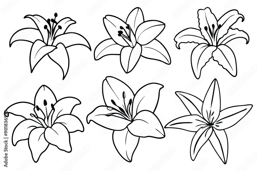 Obraz premium Lily line art illustration Design Concepts