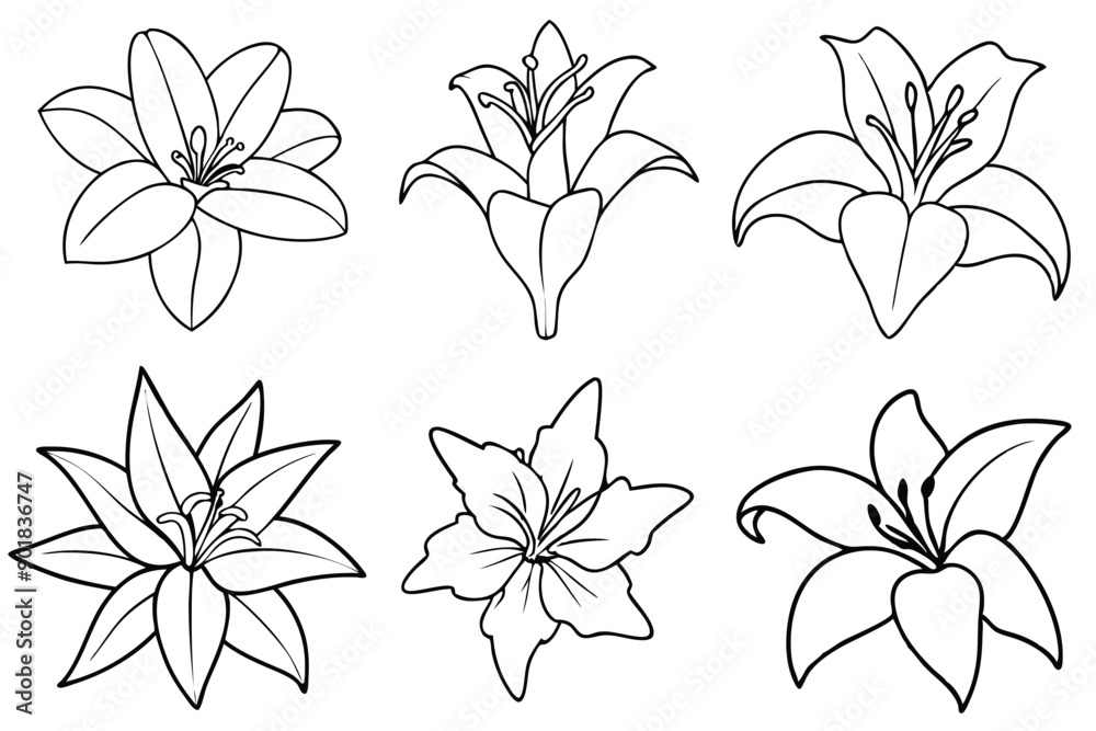 Fototapeta premium Lily line art illustration Design Concepts