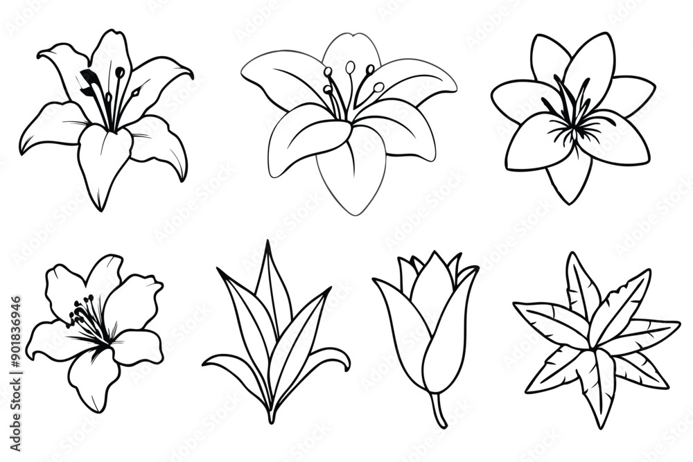 Obraz premium Lily line art illustration Design Concepts