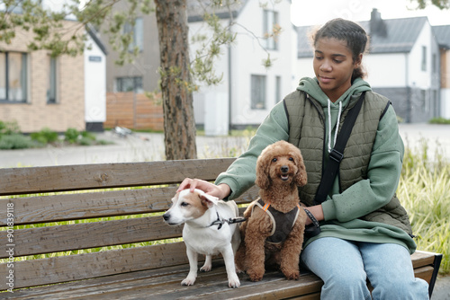 Pretty African American teenage dog sitter cuddling jack russel and toy poodle while sitting on bench in urban environment