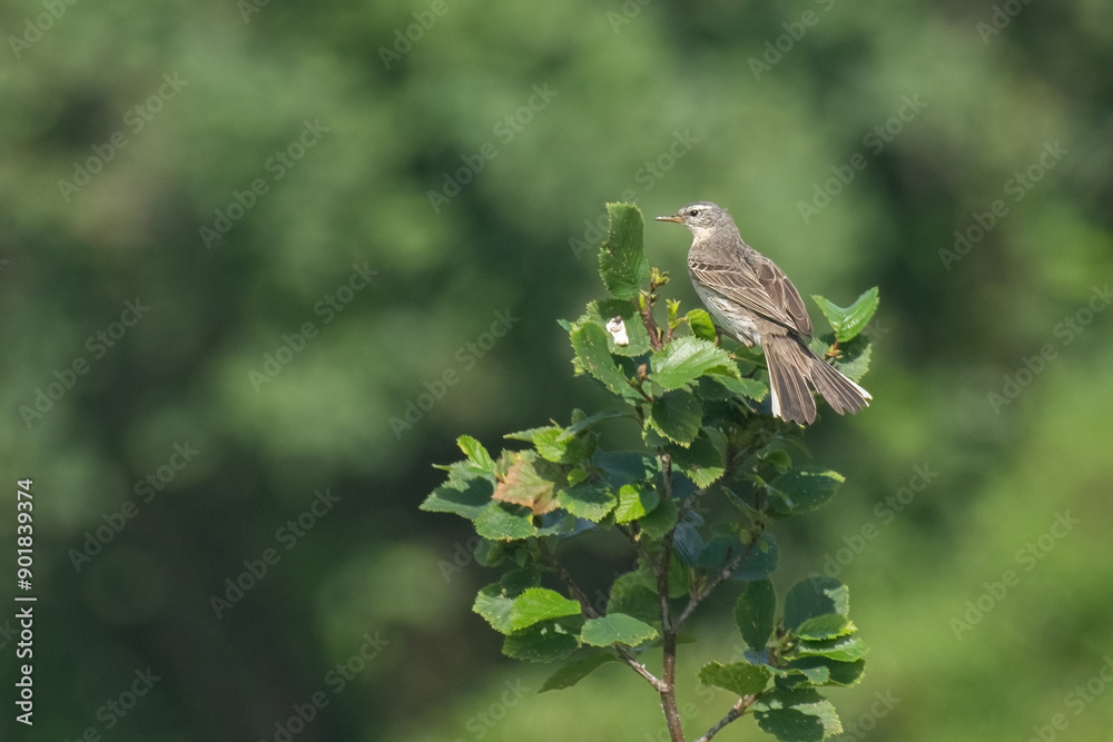 Water pipit (Anthus spinoletta) with spread tail, perched on alder tree branch on a summer day in the Alps, Italy.