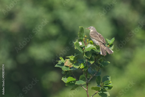 Obraz na płótnie Water pipit (Anthus spinoletta) with spread tail, perched on alder tree branch on a summer day in the Alps, Italy. w salonie