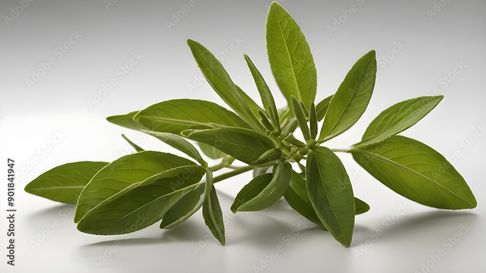 basil leaves basil leaves