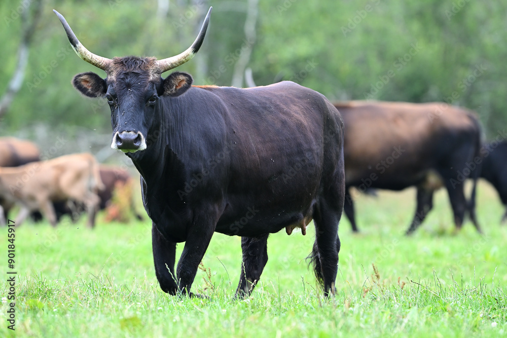 Aurochs reconstituted animals cattle farm Aurochs reconstituted animals cattle farm