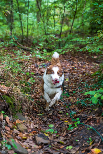 Australian Shepherd Running in Forest Trail