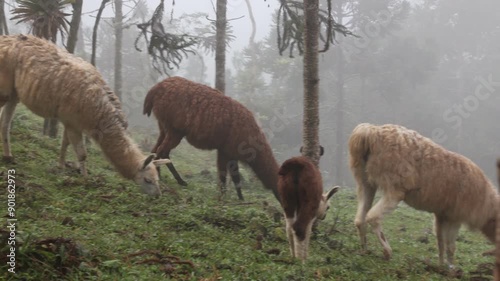 Lhamas alimento plantas, cercadas por vegetação e nuvens photo