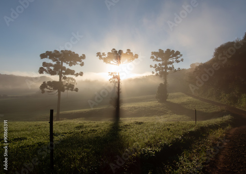 misty morning in the field