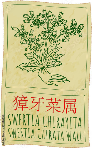 Drawing SWERTIA CHIRAYITA in Chinese. Hand drawn illustration. Latin name is SWERTIA CHIRATA WALL. photo