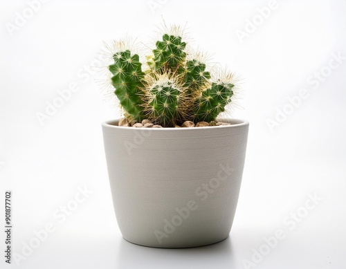 Small plant in pot succulents or cactus isolated on white background by front view