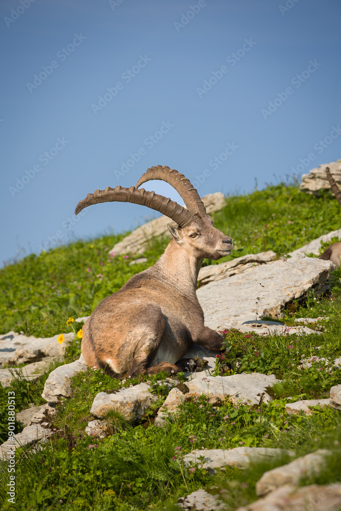 Capricorn high in the mountains resting in a meadow