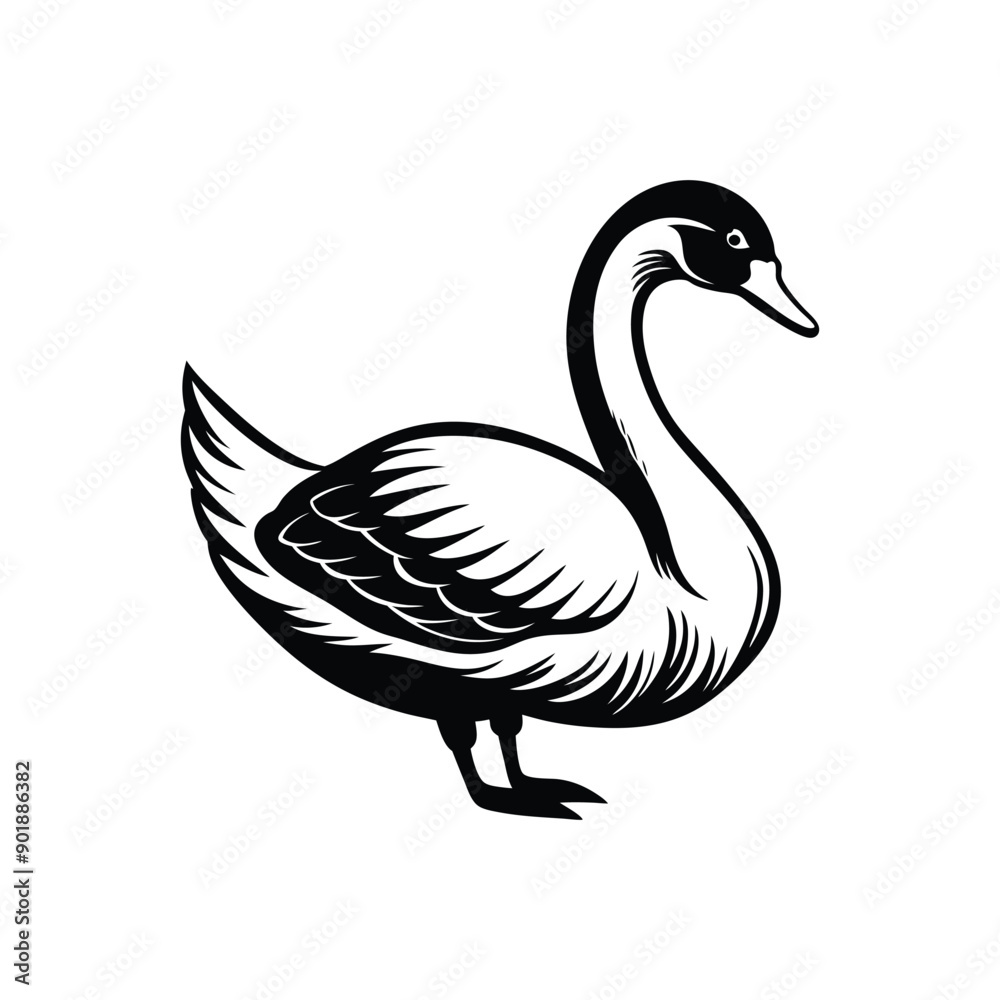Berwick swan silhouette vector art illustrator isolated on white background Berwick swan silhouette vector art illustrator isolated on white background