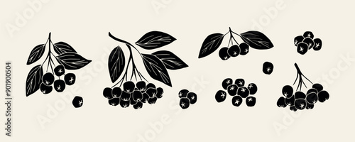 Flat vector chokeberry branches collection