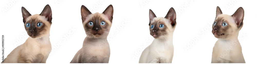 Four Siamese Kittens Looking Up Four Siamese Kittens Looking Up