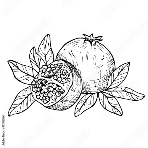 Graphics vector botanical black and white illustrarions with pomegranate and leaves. Pomegranate fruits in a section photo