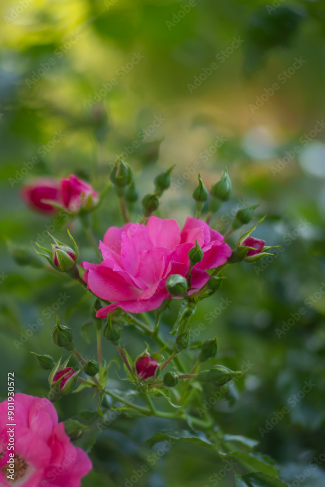 Belles fleurs roses roses sur fond vert dans le jardin d'été, papier peint floral, arrière-plan pour le design Belles fleurs roses roses sur fond vert dans le jardin d'été, papier peint floral, arrière-plan pour le design