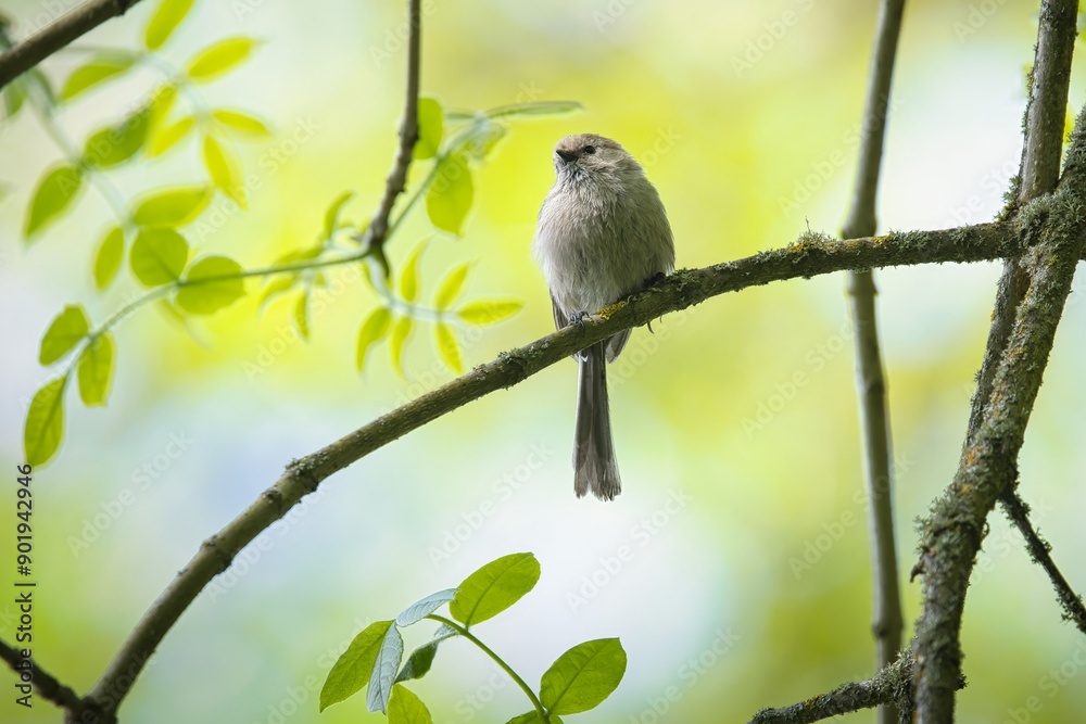 This fast little Bushtit sat for a fraction of a second! This fast little Bushtit sat for a fraction of a second!