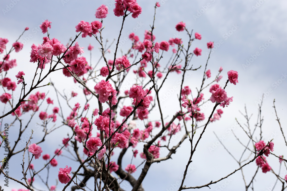 Beautiful sakura flowers, Japan cherry blossom Beautiful sakura flowers, Japan cherry blossom
