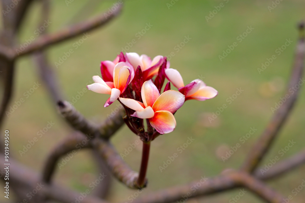 Obraz premium Plumeria or frangipani flower. Tropical tree