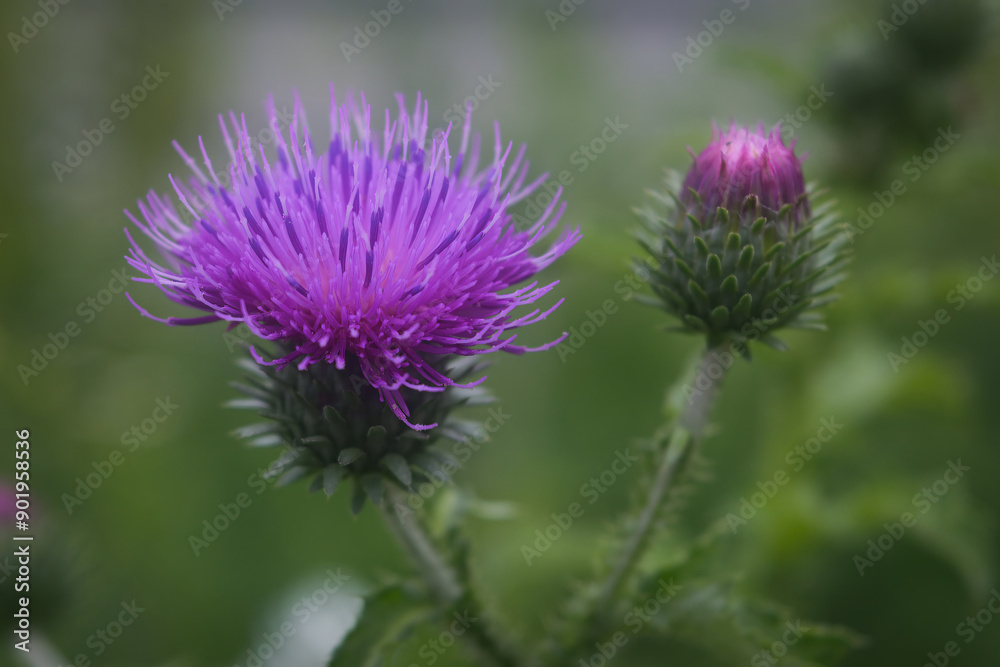 Beautiful thistle flowers on a blurred green plant background. Beautiful thistle flowers on a blurred green plant background.