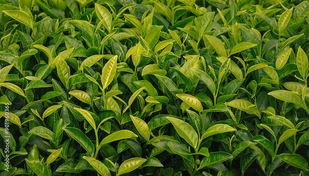Fototapeta premium a lots young tea leaves pattern texture background.