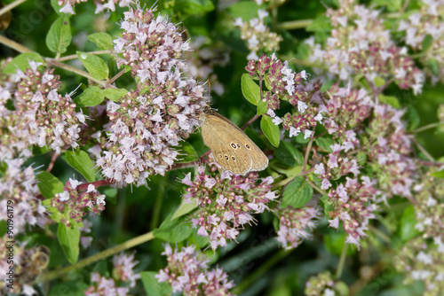 Ringlet (Aphantopus hyperantus) butterfly sitting on a pink flower in Zurich, Switzerland photo