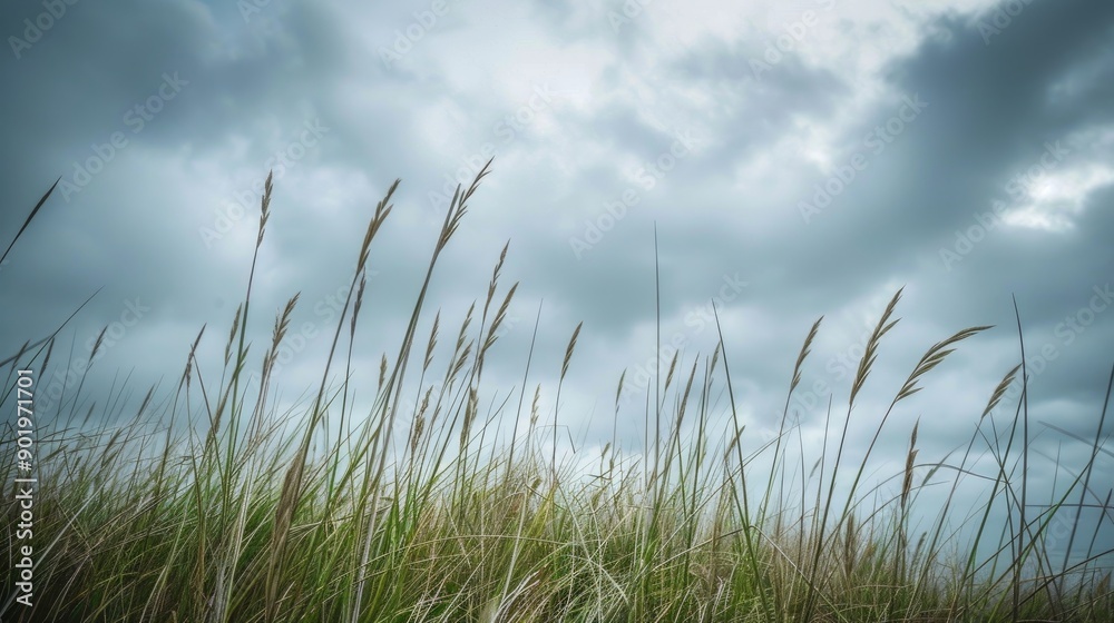 Tall grass in open space under cloudy sky Tall grass in open space under cloudy sky