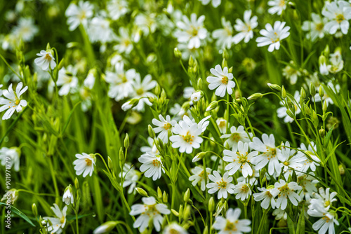 Graslichtnelke in Blüte