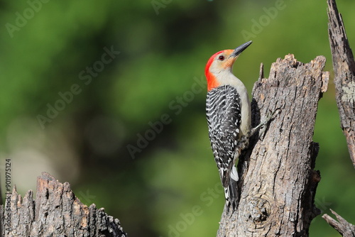 Red bellied woodpecker perched