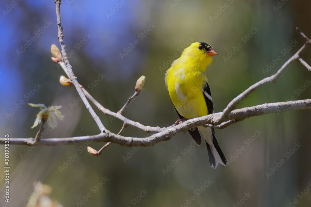 Yellow gold finches perched in tree Yellow gold finches perched in tree