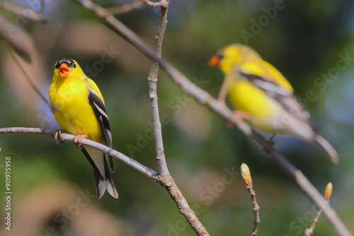 Εκτύπωση καμβά Gold finches yellow birds perched in tree