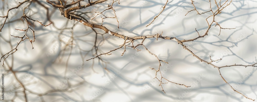 Fototapeta premium Bare tree branches with shadow on white wall