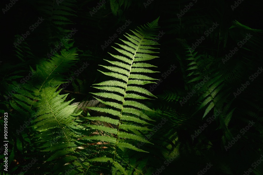 Ferns in the forest along the Partridge Island Trail in Lynnfield, Massachusetts Ferns in the forest along the Partridge Island Trail in Lynnfield, Massachusetts
