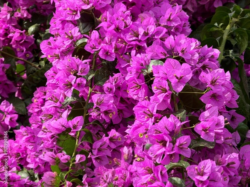 Bougainvillea bush pink blossom in the garden