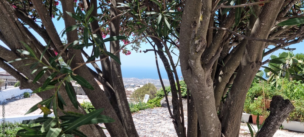 beautiful pink oleander tree in santorini greece with blue sky backdrop beautiful pink oleander tree in santorini greece with blue sky backdrop