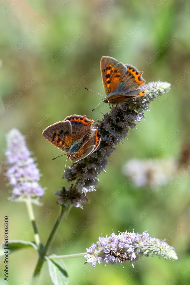Lycaenidae / Benekli Bakır / Small Copper / Lycaena phlaeas Lycaenidae / Benekli Bakır / Small Copper / Lycaena phlaeas