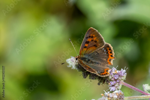 Lycaenidae / Benekli Bakır / Small Copper / Lycaena phlaeas