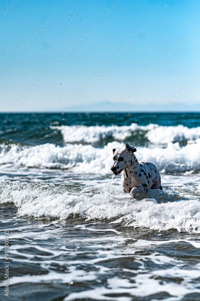 Dalmatiner springt im Meer in den Wellen Dalmatiner springt im Meer in den Wellen